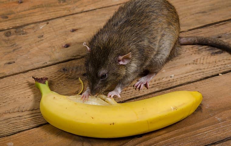 rat eating a banana